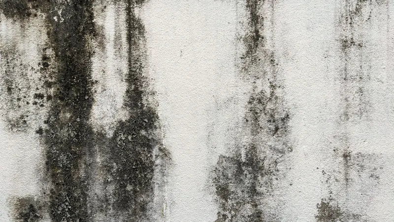 Dark mold spots spreading across a white wall