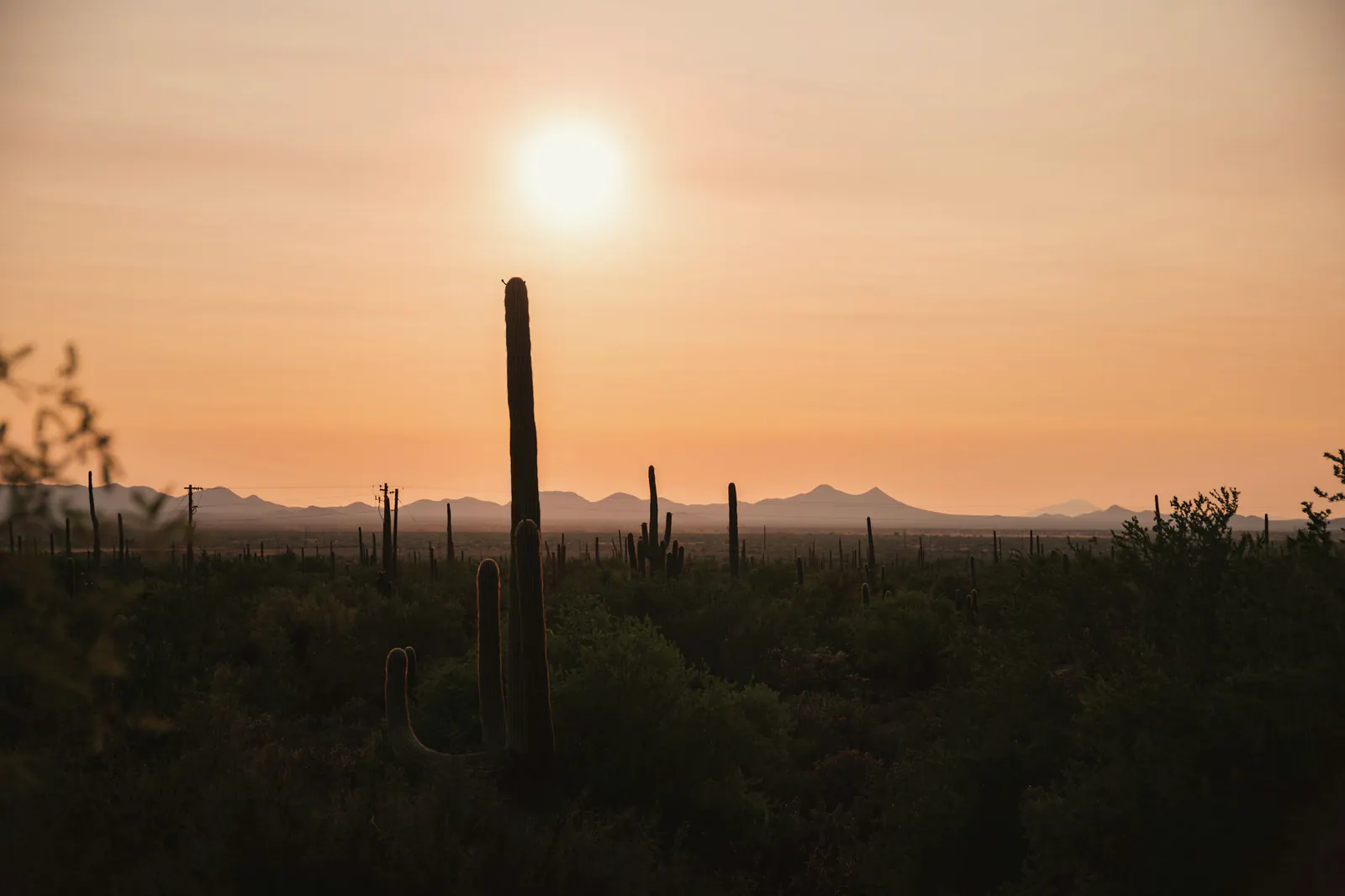 A saguaro against the setting sun